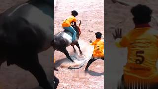 jallikattu vadamanjuvirattu bull 2024 shorts love verithanam horseracing sports [upl. by Tallia]