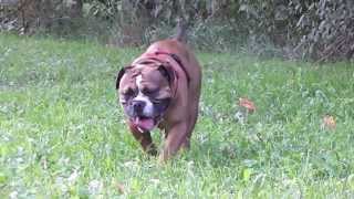 quotDamaskusquot  Asgard´s Pride Bulldogs [upl. by Chaney]