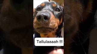 Tallulah sausage myanimal puppy germansausage mydog sausagedog daxie mypet lovemydachshund [upl. by Harihat163]