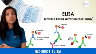 Indirect ELISA  Basics Explained [upl. by Annawad]