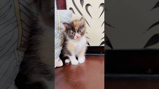 Billu ke bacche ka khel😁catcomedy billucat sajidcat cat billicomedy catvideo viralcat [upl. by Llerrut]