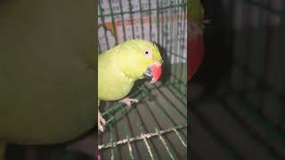 Main tota main tota talkingparrot fantasticparrot birds 🦜🙊 [upl. by Mercy691]