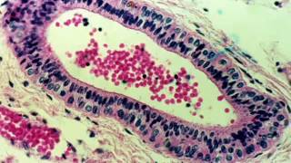 histologie glandes digestives partie 2 [upl. by Secunda]