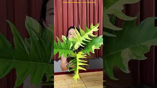 Unbox Philodendron Florida beauty x Tortum [upl. by Shirlee]