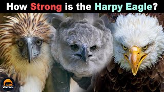 Why are Harpy Eagles so Strong Compared to Other Eagles [upl. by Nerret]