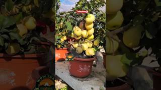 apple tree bonsai from seed applebonsai amazing shortsviral farming [upl. by Capps]