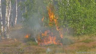 Rückblick  Waldbrand auf dem ehemaligen Militärgelände Jüterbog  04062023 [upl. by Niwroc]