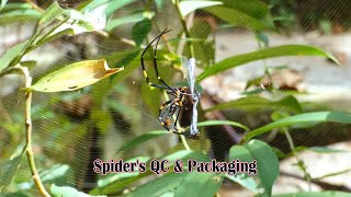 Golden OrbWeaver Spider Web Mastery amp Hunting Skills  Animal Video wildlife [upl. by Aserahs]