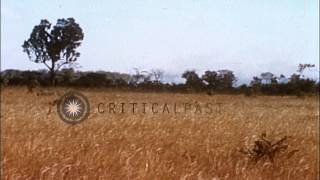 Cluster bombs dropped in Vietnam HD Stock Footage [upl. by Ennoved]