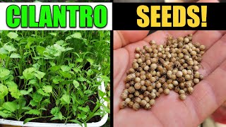 How To Harvest And Save Cilantro Or Coriander Seeds [upl. by Vincenz]