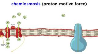 Cellular Respiration Part 3 The Electron Transport Chain and Oxidative Phosphorylation [upl. by Clayton]