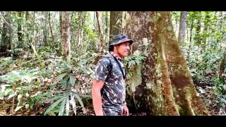 amazzonia foresta progetto manuela [upl. by Yelah244]