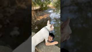 The dog saved the baby who fell into the river where crocodiles eat meat pet dog lovedog [upl. by Sibby633]