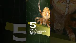 Worlds Most Venomous Spider spider deadly [upl. by Dempstor857]