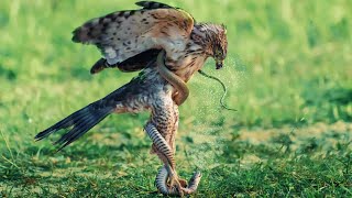 Eagle vs snake Who will come out on top in this epic battle [upl. by Ruttger]