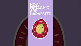 How Pistachios are Harvested foodfacts [upl. by Trev]