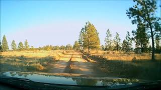 Goofy SharpTailed Grouse Make Poor Pedestrians [upl. by Ragde]