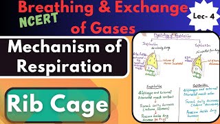 Respiratory System l Mechanism of Respiration l Human Physiology l Bio Pathshala l Lec4 [upl. by Jerman]