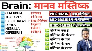 Brain  मानव मस्तिष्क  Structure of Brain  Function of Brain  Cerebrum  Thalamus  Hypothalamus [upl. by Jolie]