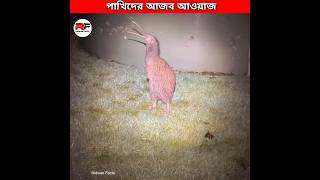 পাখিদের আজব গজব আওয়াজ 🕊️ Weirdest Bird Sounds shorts [upl. by Leff884]