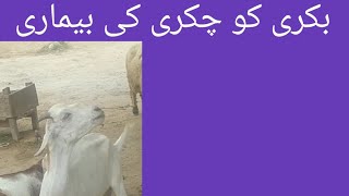 Gid disease in goat l sheep l chakri ki beemari l Dr Shahzad Drishak [upl. by Nabetse223]