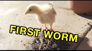 When Your Baby Chick Has Its First Worm [upl. by Zebadiah]