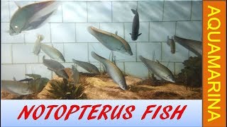 feather back fish  Notopterus fish  bronze back fish in aquarium [upl. by Tnecnev191]