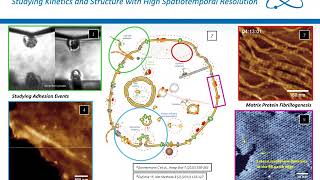 AFM  Unravelling Dynamic Processes with the New JPK NanoWizard ULTRA Speed 2 High Speed  Bruker [upl. by Groos]