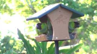 Wild Parakeets on Bird Feeder [upl. by Carol]