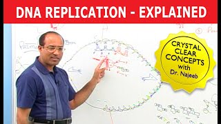 DNA Replication  RNA  Nucleotide  Cell Biology  Genetics🧬 [upl. by Jahdiel41]