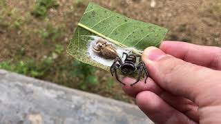 Salticidae  Hyllus walckenaeri [upl. by Hungarian]