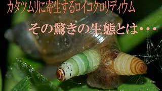 カタツムリをゾンビ化！？驚きの寄生虫の生態とは・・・ [upl. by Nyladnek]