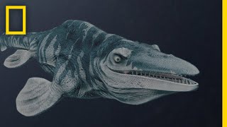 Mosasaurs 101  National Geographic [upl. by Muire]