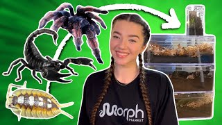 Rehousing TARANTULAS SCORPIONS and ISOPODS [upl. by Edijabab]