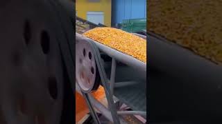 Maize transfer by belt conveyors and screening for debris good tools and equipment make work easy [upl. by Nodmac]