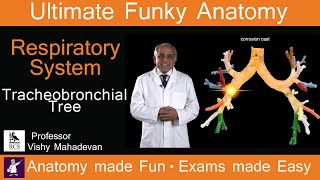 Respiratory System Anatomy  Tracheobronchial Tree Human Anatomy made Fun Exams made Easy [upl. by Johan751]