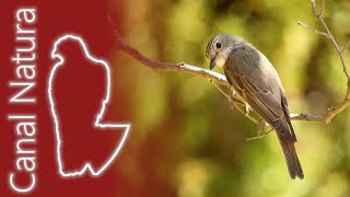 Papamoscas gris Muscicapa striata Spotted Flycatcher 4K [upl. by Adnylg666]