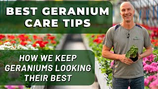 Best GERANIUM Care Tips  What Weve Learned To Keep Geraniums Looking Their Best [upl. by Channa]