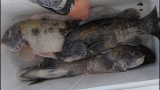 Catch and Cook  Easy Healthy Recipe for Any Fish [upl. by Finella]