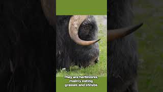 Amazing Facts About the Mighty Musk Ox 🐂 muskox fascinatingfacts wildlife [upl. by Neelyhtak]