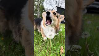 My Corgi took a DNA Test amp the Results are Shocking [upl. by Glovsky]