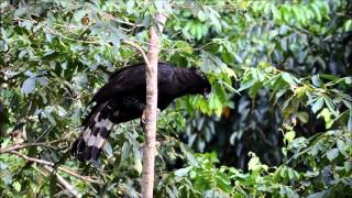 Black or Tyrant HawkEagle along the Rewa River Guyana [upl. by Aibara]