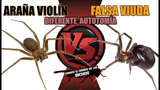 ARAÑA VIOLÍN VS FALSA VIUDA NEGRA  DIFERENTE AUTOTOMÍA [upl. by Tnilc392]