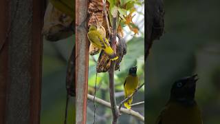 birds feeding time in aviary [upl. by Aihsekram]