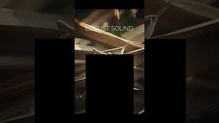 Locust Sound  Locust Mole and crickets mix sound effects youtubeshorts  locusts insects [upl. by Keenan]