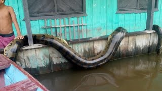 12 COBRAS GIGANTES CAPTURADAS NO BRASIL parte 2 [upl. by Lain]