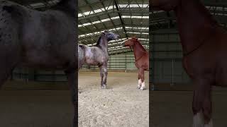 Play fighting horses horse [upl. by Bee]