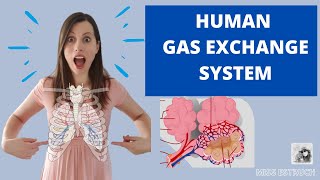 Human GAS EXCHANGE SYSTEM  A level Biology Learn the structures ventilation and gas exchange [upl. by Yelyab]