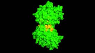 A hydrophobic spring regulates human PGK [upl. by Rednas]