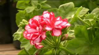 Growing Ivy Geraniums [upl. by Ad]